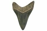 Fossil Megalodon Tooth - Georgia #338678-1